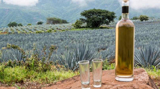 role of terroir on tequila taste