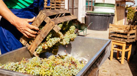 Wine-Making Process: From Grape to Glass - A Step-by-Step Guide